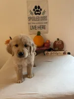 Blue Collar Boy, a male Golden Retriever for sale in Greenville, IL – 1 of 10