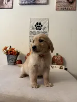 Pink Collar Girl , a female Golden Retriever for sale in Greenville, IL – 1 of 10