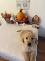 Lime green boy , a male Golden Retriever for sale in Greenville, IL – 9 of 10