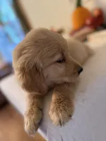 Lime green boy , a male Golden Retriever for sale in Greenville, IL – 8 of 10