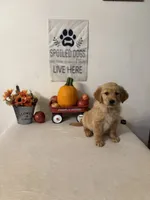 Dark green collar girl , a female Golden Retriever for sale in Greenville, IL – 10 of 10