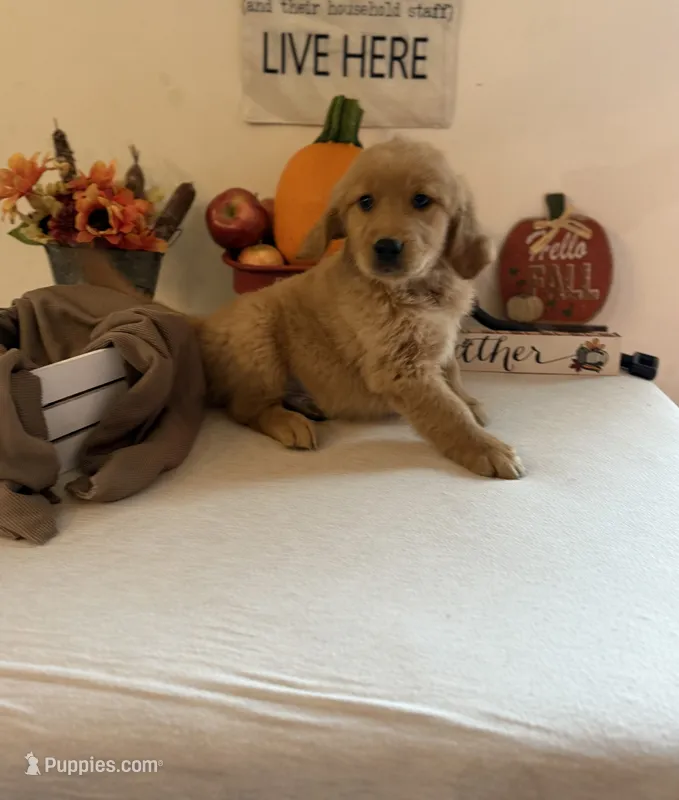 Purple Boy – Golden Retriever puppy for sale in Greenville, IL