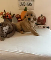 Purple Boy, a male Golden Retriever for sale in Greenville, IL – 1 of 10