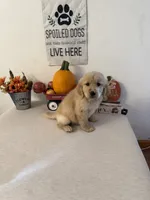 Blue Collar Boy, a male Golden Retriever for sale in Greenville, IL – 9 of 10