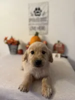 Black Collar Boy, a male Golden Retriever for sale in Greenville, IL – 8 of 10
