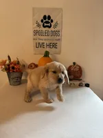 Blue Collar Boy, a male Golden Retriever for sale in Greenville, IL – 2 of 10
