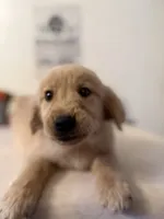 Black Collar Boy, a male Golden Retriever for sale in Greenville, IL – 2 of 10