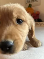 Purple Boy, a male Golden Retriever for sale in Greenville, IL – 3 of 10