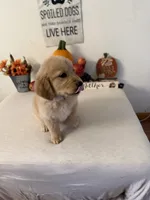 Blue Collar Boy, a male Golden Retriever for sale in Greenville, IL – 7 of 10