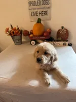 Blue Collar Boy, a male Golden Retriever for sale in Greenville, IL – 4 of 10