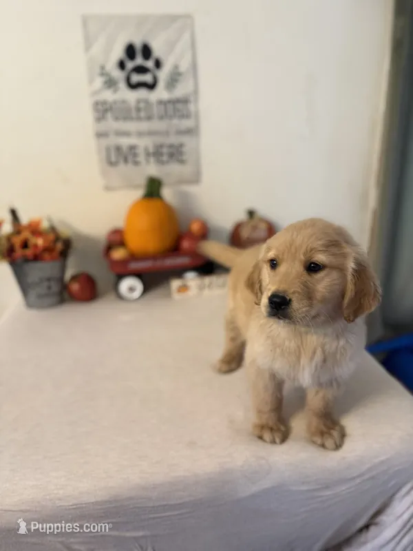 Lime green boy  – Golden Retriever puppy for sale in Greenville, IL