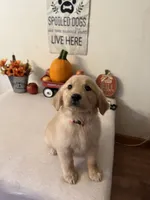 Pink Collar Girl , a female Golden Retriever for sale in Greenville, IL – 4 of 10
