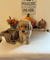 Purple Boy, a male Golden Retriever for sale in Greenville, IL – 7 of 10