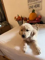 Blue Collar Boy, a male Golden Retriever for sale in Greenville, IL – 8 of 10