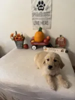 Pink Collar Girl , a female Golden Retriever for sale in Greenville, IL – 8 of 10