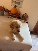Blue Collar Boy, a male Golden Retriever for sale in Greenville, IL – 6 of 10