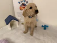 Dark blue collar , a female Golden Retriever for sale in Greenville, IL – Photo 4 of 10