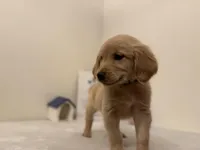 Dark blue collar , a female Golden Retriever for sale in Greenville, IL – Photo 2 of 10