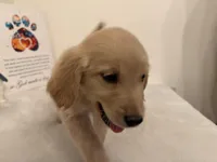 Dark blue collar , a female Golden Retriever for sale in Greenville, IL – Photo 9 of 10