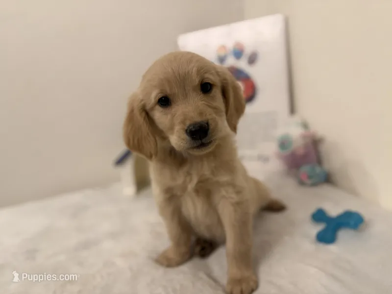 Dark blue collar , a female Golden Retriever for sale in Greenville, IL – Photo 1 of 10