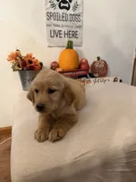 Dark green collar girl , a female Golden Retriever for sale in Greenville, IL – 6 of 10