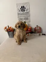 Dark green collar girl , a female Golden Retriever for sale in Greenville, IL – 2 of 10