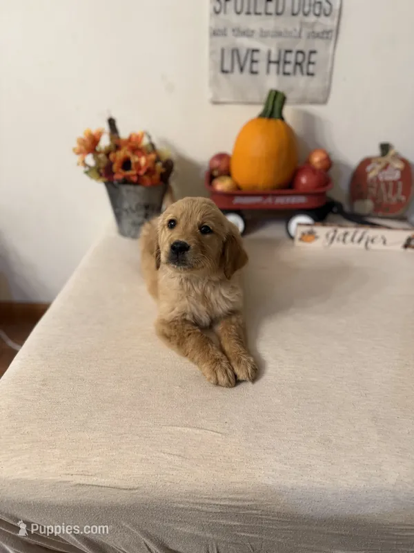 Dark green collar girl  – Golden Retriever puppy for sale in Greenville, IL