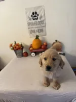 Lime green boy , a male Golden Retriever for sale in Greenville, IL – 5 of 10