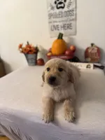 Black Collar Boy, a male Golden Retriever for sale in Greenville, IL – 7 of 10
