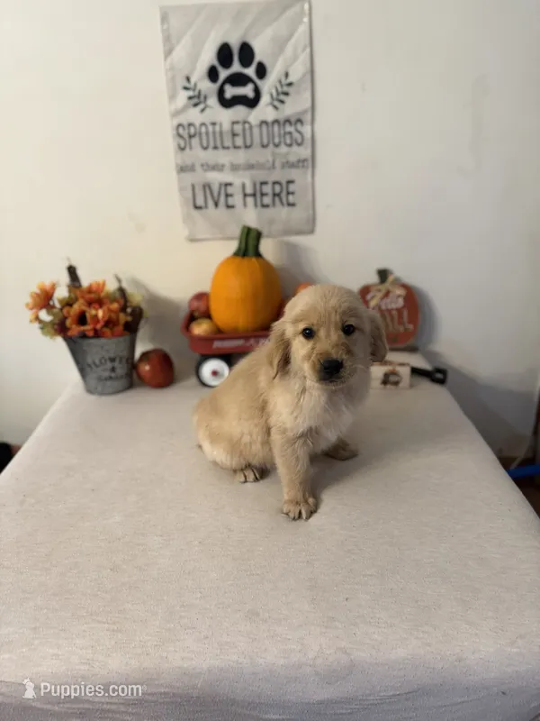 Black Collar Boy – Golden Retriever puppy for sale in Greenville, IL