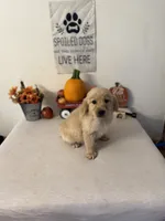 Black Collar Boy, a male Golden Retriever for sale in Greenville, IL – 1 of 10