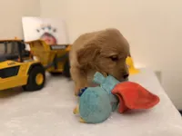 Yellow boy, a male Golden Retriever for sale in Greenville, IL – Photo 4 of 10