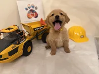 Yellow boy, a male Golden Retriever for sale in Greenville, IL – Photo 1 of 10