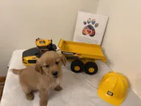 Yellow boy, a male Golden Retriever for sale in Greenville, IL – Photo 5 of 10