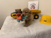 Yellow boy, a male Golden Retriever for sale in Greenville, IL – Photo 10 of 10