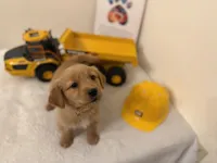 Yellow boy, a male Golden Retriever for sale in Greenville, IL – Photo 3 of 10