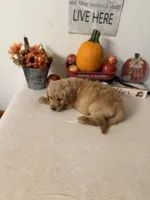 Dark green collar girl , a female Golden Retriever for sale in Greenville, IL – 9 of 10