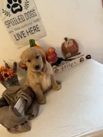 Purple Boy, a male Golden Retriever for sale in Greenville, IL – 2 of 10