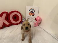 Red girl , a female Golden Retriever for sale in Greenville, IL – Photo 5 of 10