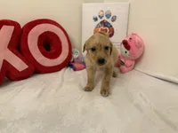 Red girl , a female Golden Retriever for sale in Greenville, IL – Photo 2 of 10