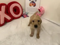 Red girl , a female Golden Retriever for sale in Greenville, IL – Photo 6 of 10