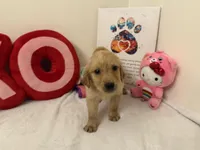 Red girl , a female Golden Retriever for sale in Greenville, IL – Photo 7 of 10