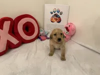 Red girl , a female Golden Retriever for sale in Greenville, IL – Photo 4 of 10