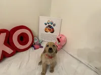 Red girl , a female Golden Retriever for sale in Greenville, IL – Photo 9 of 10