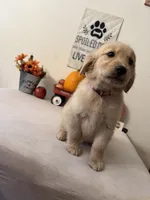 Pink Collar Girl , a female Golden Retriever for sale in Greenville, IL – 9 of 10