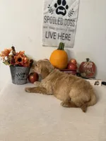 Dark green collar girl , a female Golden Retriever for sale in Greenville, IL – 7 of 10