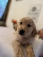 Lime green boy , a male Golden Retriever for sale in Greenville, IL – 2 of 10