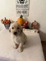 Pink Collar Girl , a female Golden Retriever for sale in Greenville, IL – 10 of 10