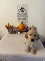 Lime green boy , a male Golden Retriever for sale in Greenville, IL – 6 of 10