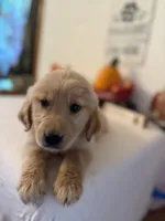 Lime green boy , a male Golden Retriever for sale in Greenville, IL – 4 of 10